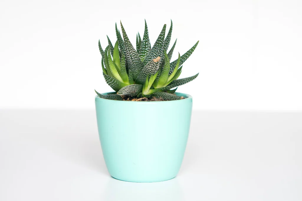 مشروع تصميم واجهة متجر